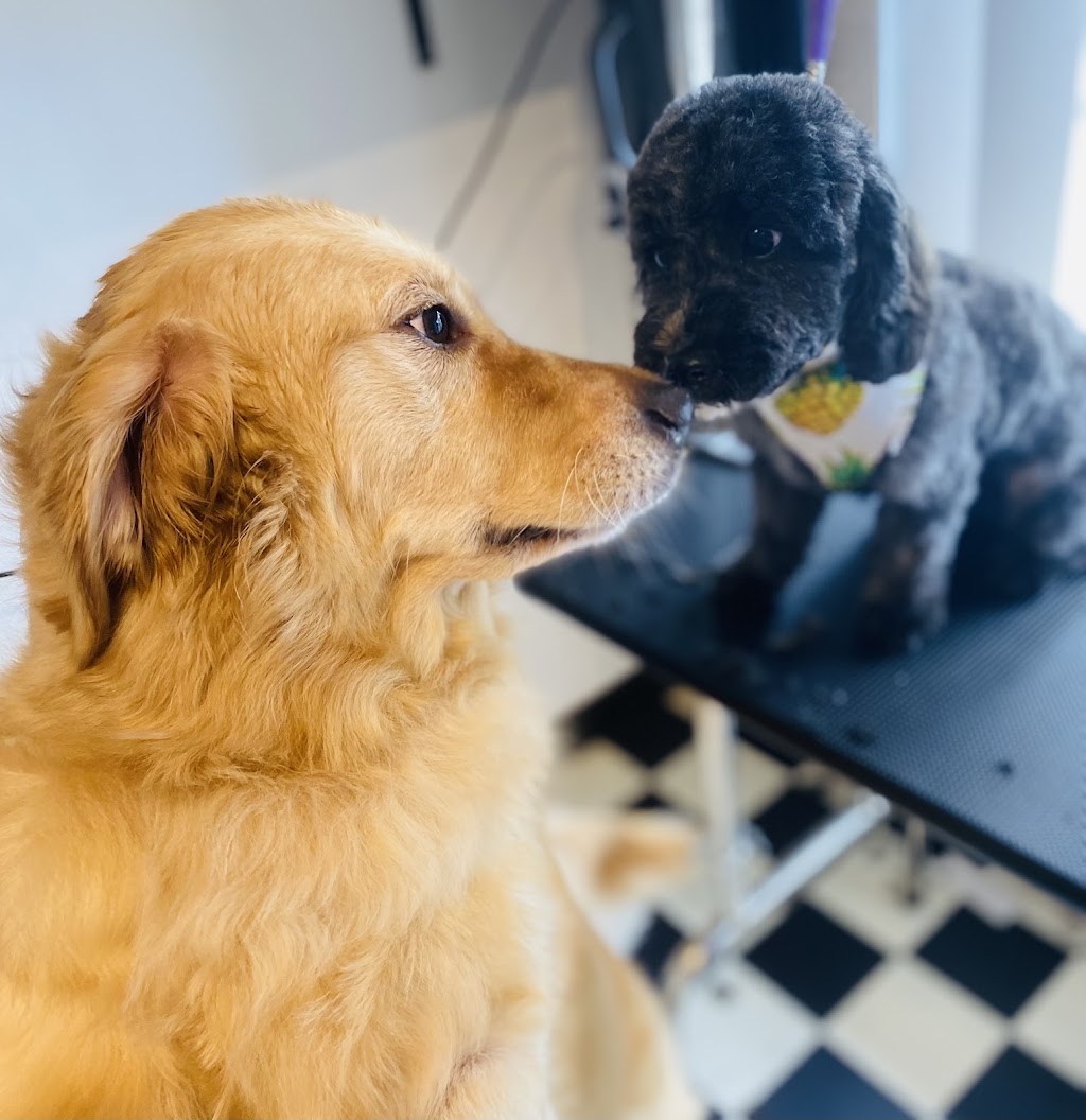 Heavenly Paws Dog Grooming & Washing | 4/78 Oxford St, Gateshead NSW 2290, Australia | Phone: 0421 278 688