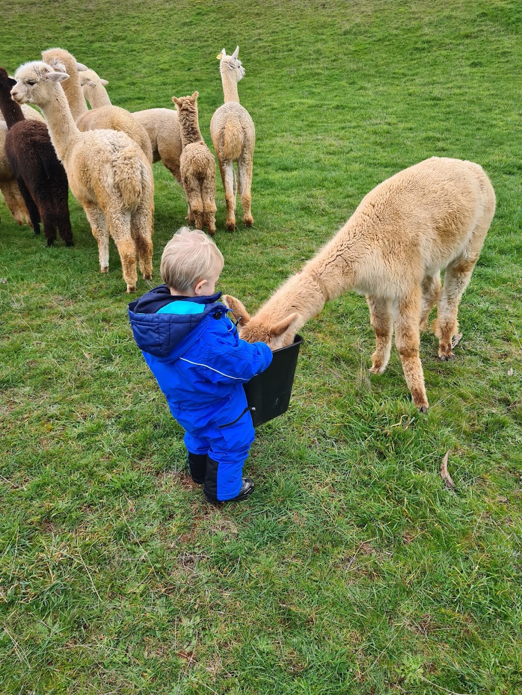 Wombats Range Alpaca Stud | 112 Poimena Rd, West Mooreville TAS 7321, Australia | Phone: 0423 247 188