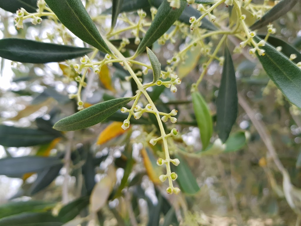 Grampians Olive Co. (Toscana) | food | 376 Olive Plantation Rd, Laharum VIC 3401, Australia | 0353838299 OR +61 3 5383 8299