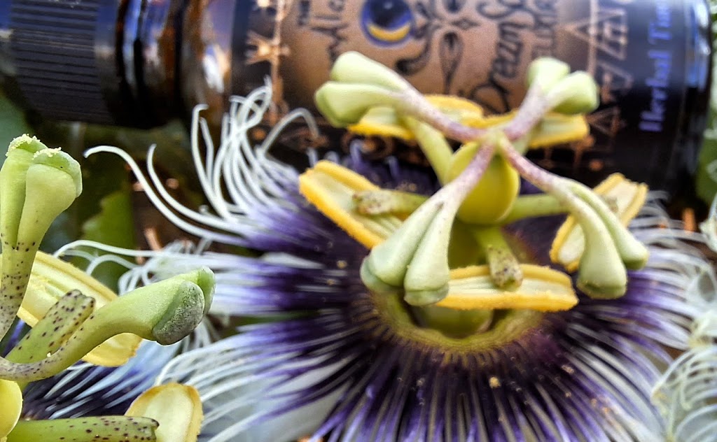 The PermAlchemist | Clayton Rd, Lammermoor QLD 4703, Australia | Phone: 0406 348 132