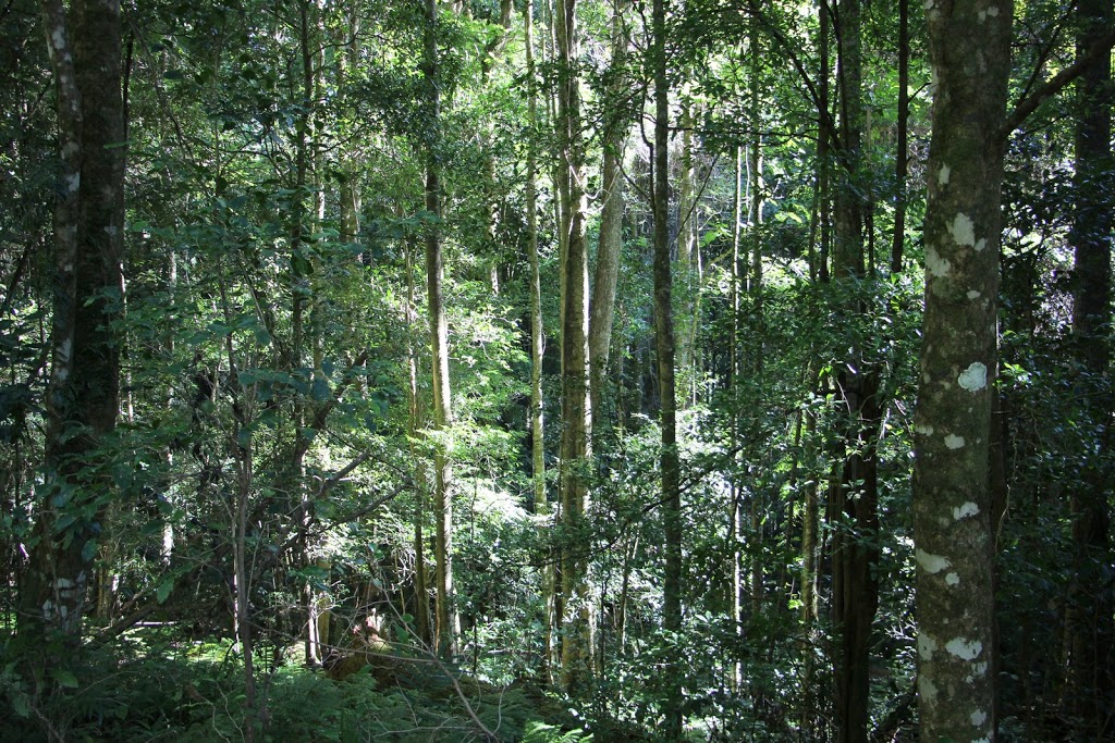 Gumbaynggirr National Park | Killiekrankie NSW 2449, Australia