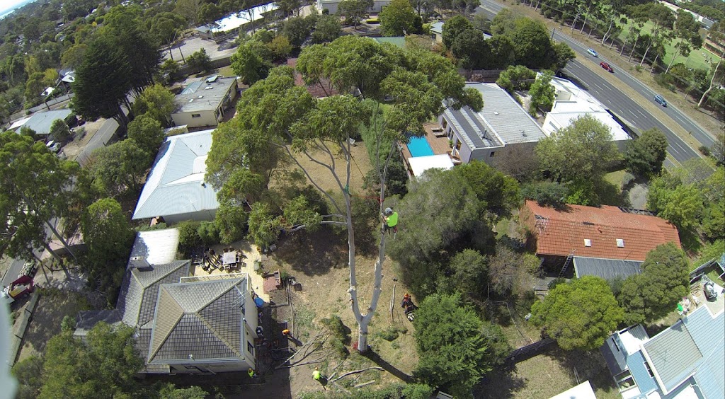 Tree Removal Service Tyabb Hastings Area | 31 The Crescent, Tyabb VIC 3913, Australia | Phone: (03) 5976 3114