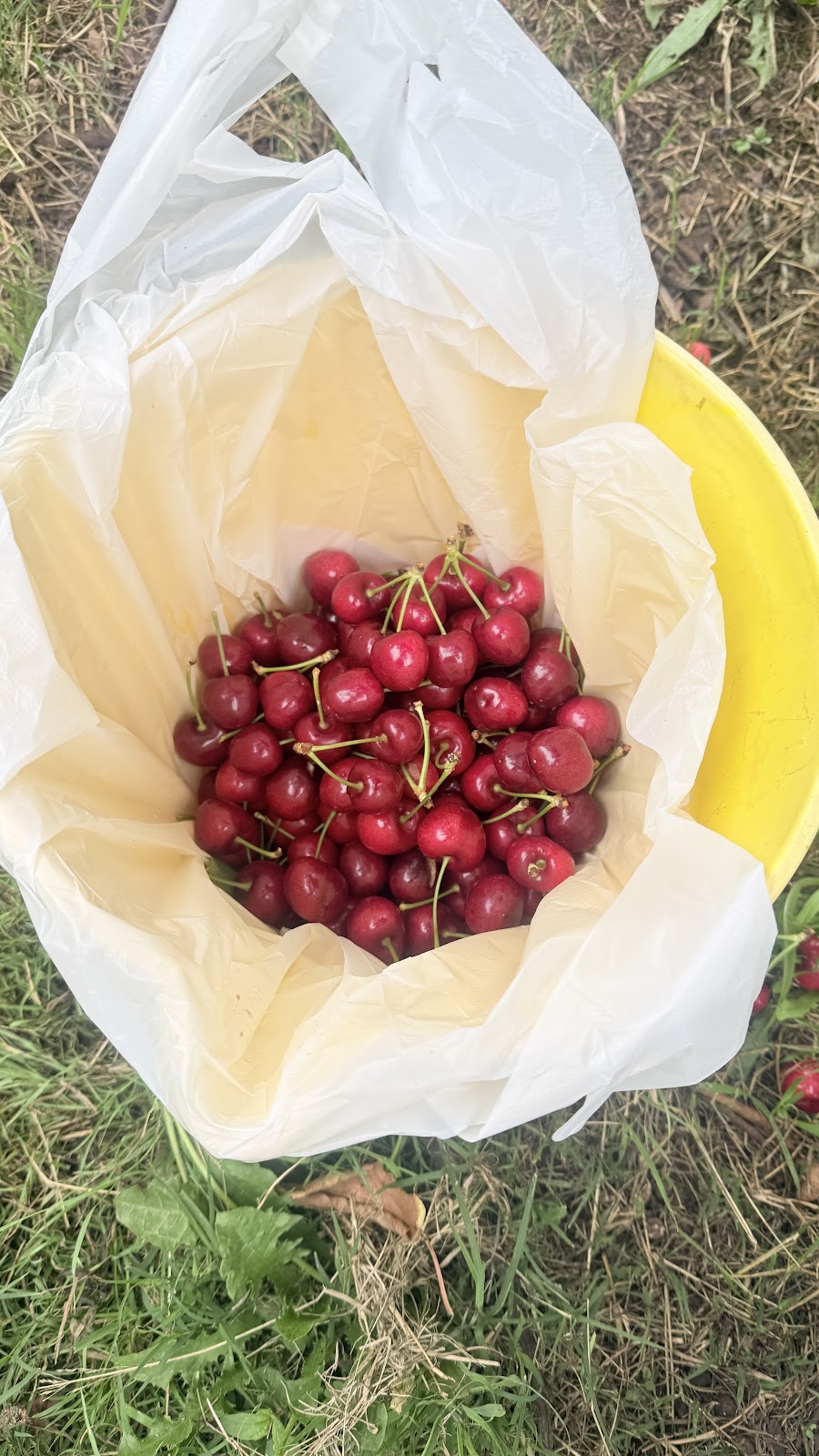 U pick Cherries | 55 George Rd, Silvan VIC 3795, Australia | Phone: (03) 9737 9400