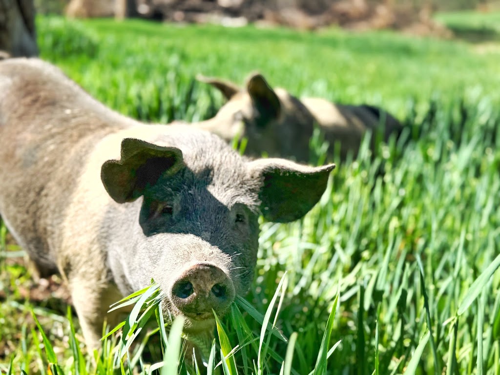 The Pork Hut | 379 Black Hills Rd, Black Hills TAS 7140, Australia | Phone: 0400 156 145