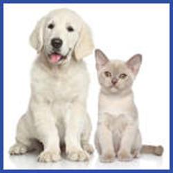 South Gippsland Animal Shelter | veterinary care | 7-11 Langham Dr, Korumburra VIC 3950, Australia | 0356581900 OR +61 3 5658 1900