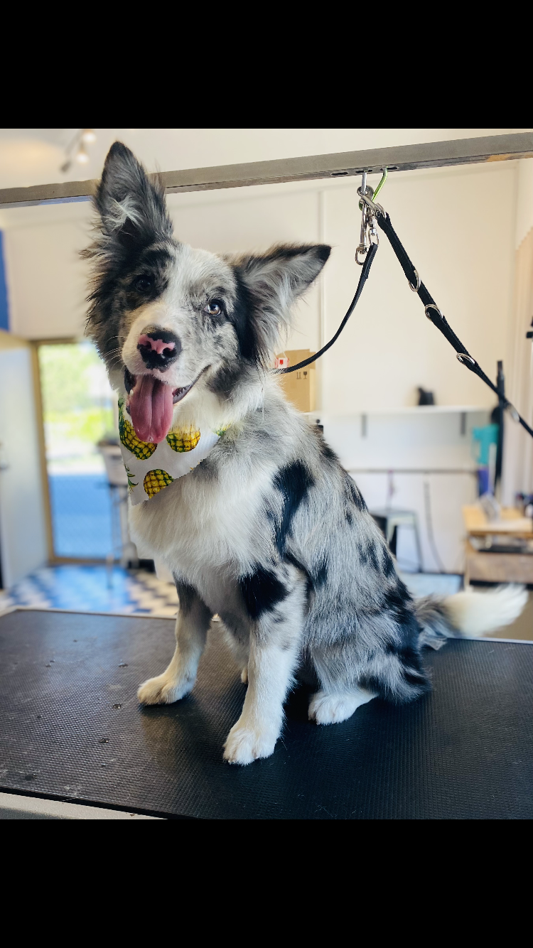 Heavenly Paws Dog Grooming & Washing | 4/78 Oxford St, Gateshead NSW 2290, Australia | Phone: 0421 278 688