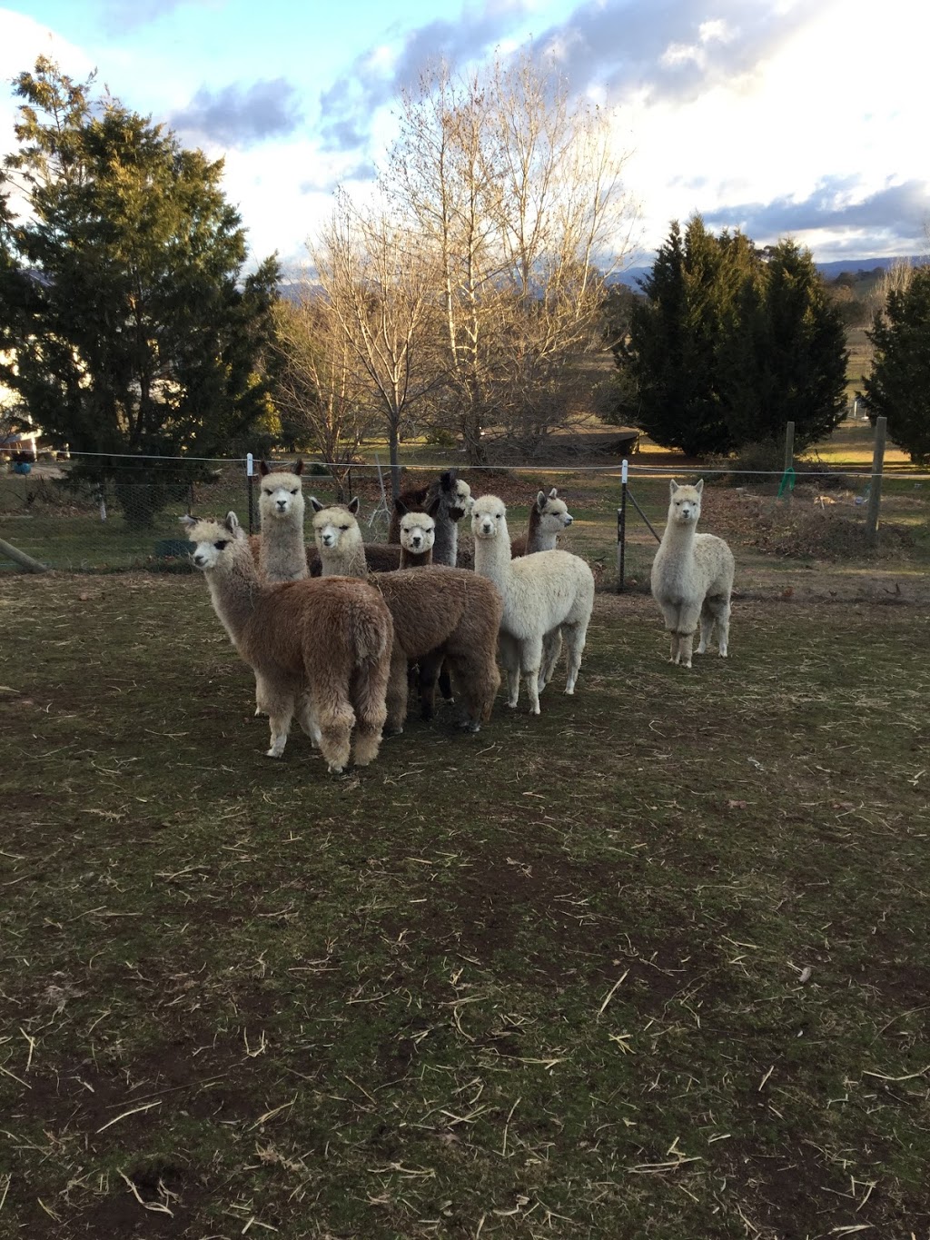 Eaglewood B&B and Alpaca Stud | 156 Isabel Dr, Murrumbateman NSW 2582, Australia | Phone: (02) 6227 0243