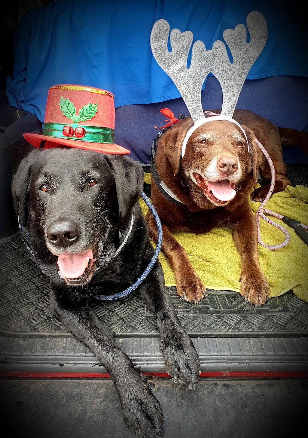 K9 Walkers | 19+ years in business, Ourimbah NSW 2258, Australia | Phone: 0418 224 692