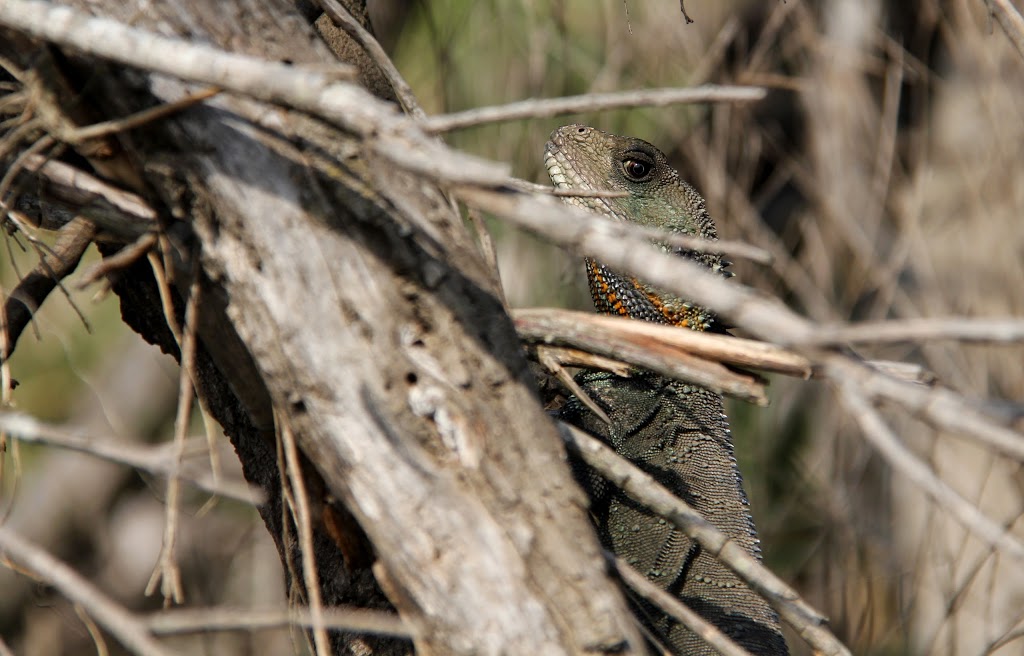 Kiah Wilderness Tours | tourist attraction | 1167 Princes Hwy, Kiah NSW 2551, Australia | 0429961047 OR +61 429 961 047