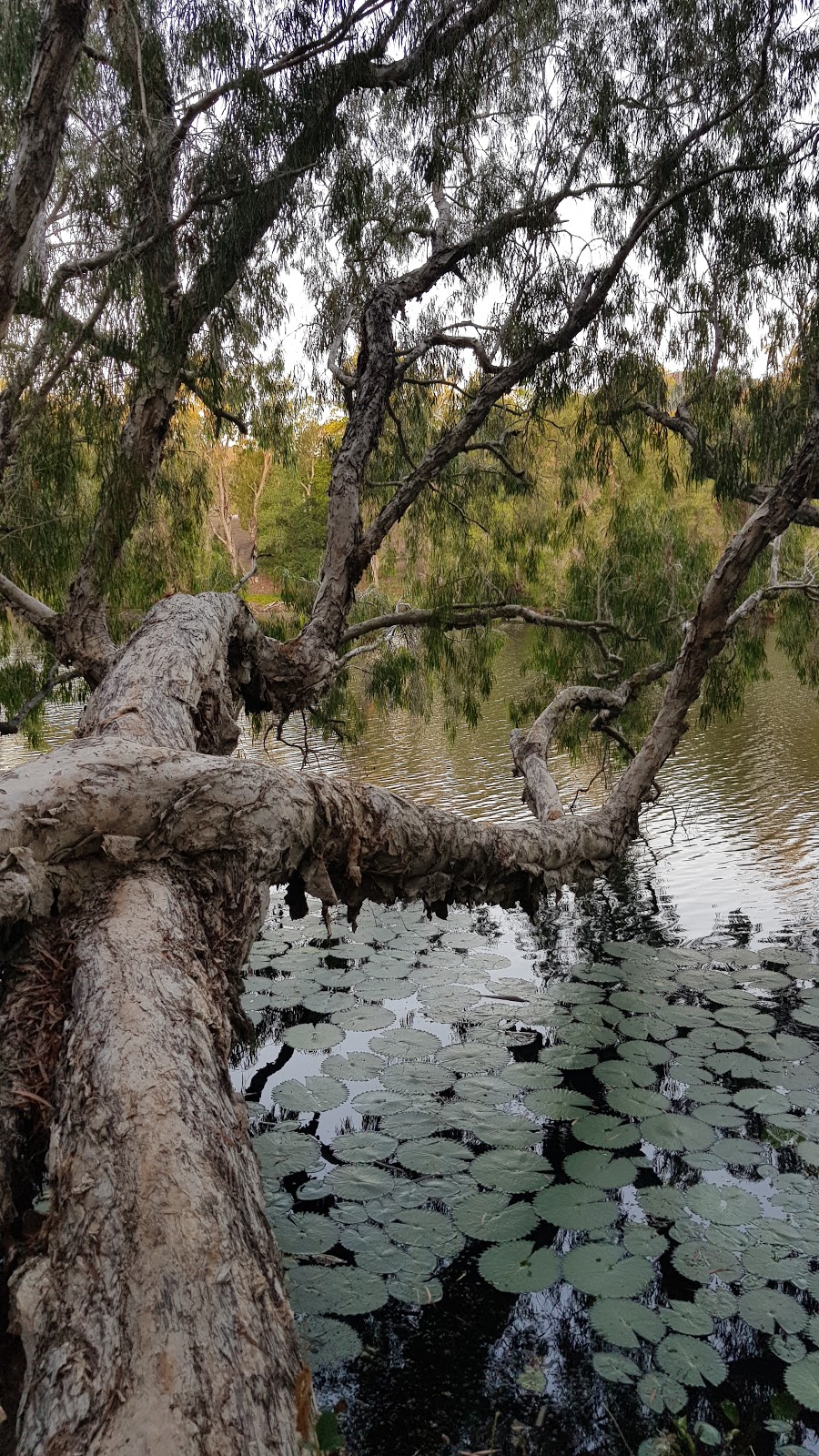 Apex Park | Riverway Dr, Condon QLD 4815, Australia
