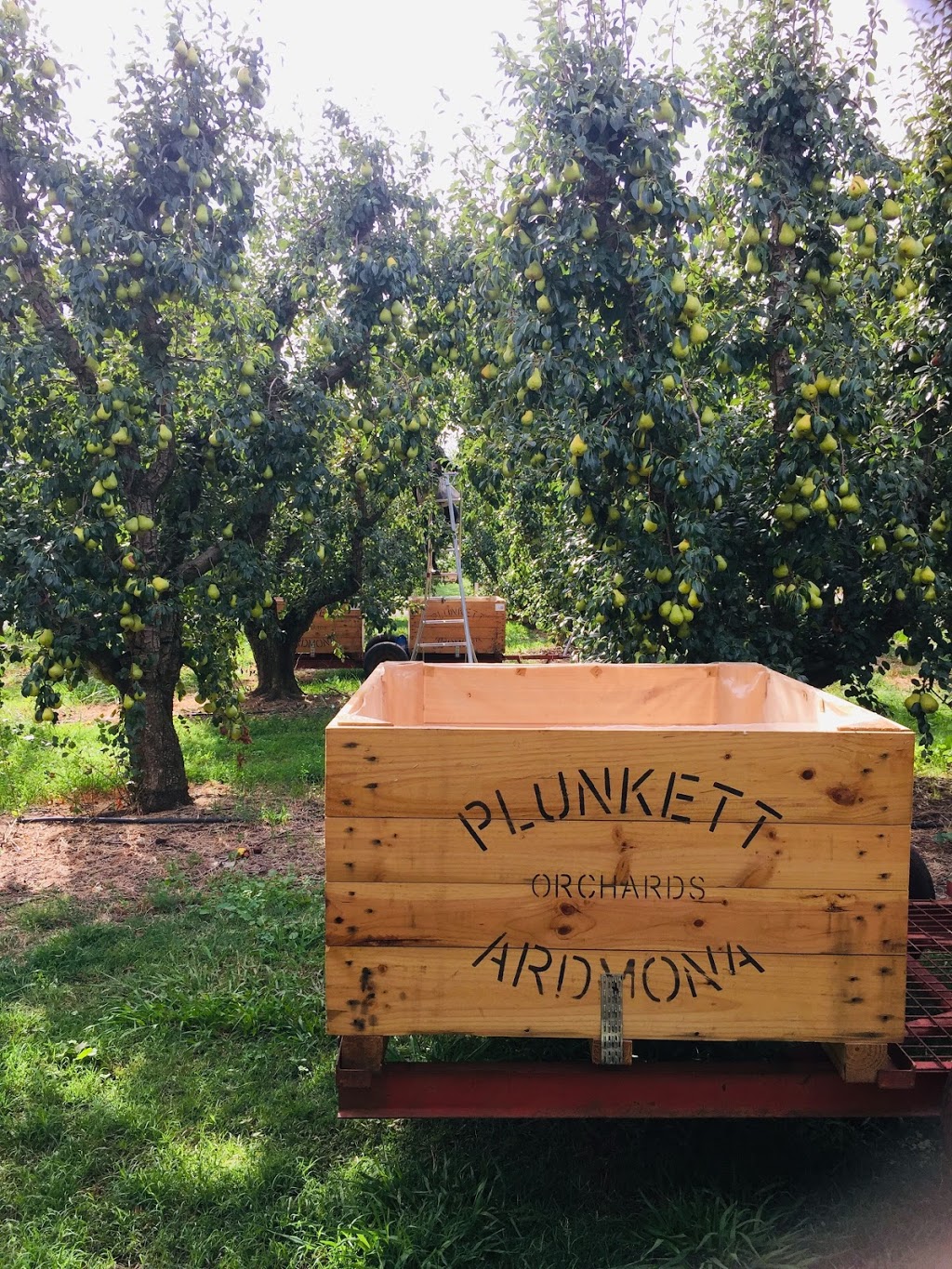 Plunkett Orchards |  | 255 Macisaac Rd, Ardmona VIC 3629, Australia | 0358290015 OR +61 3 5829 0015