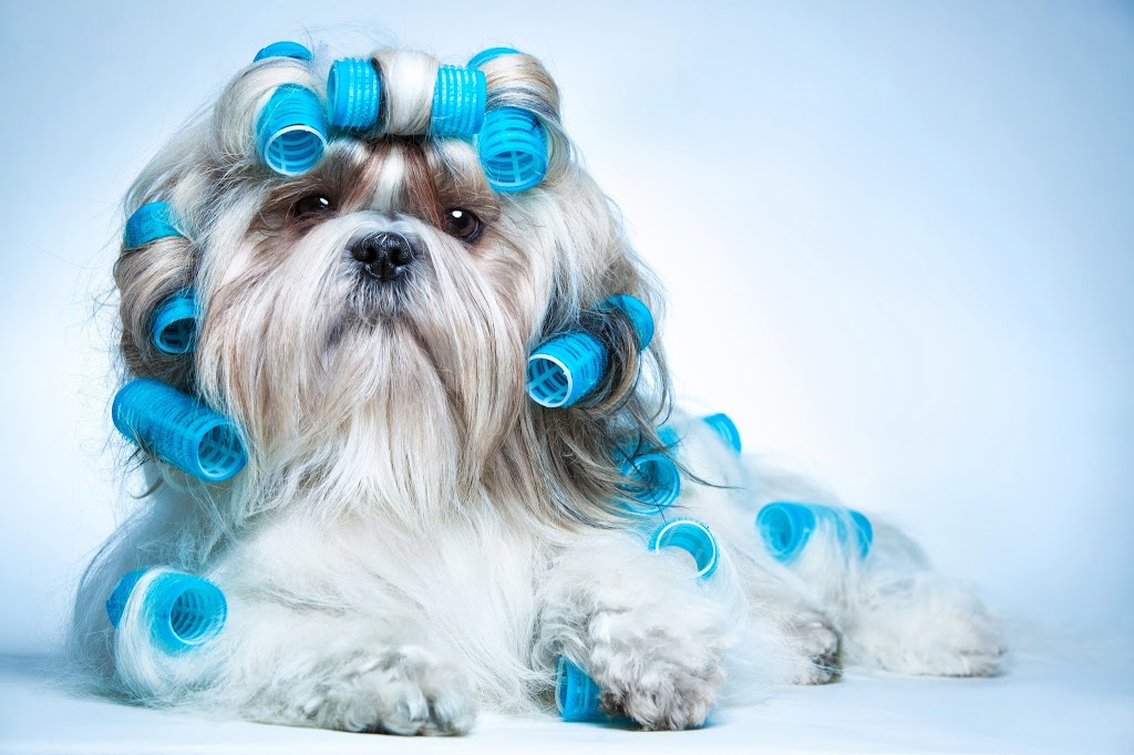 Sunshine Coast Pet Grooming | 22 Rene St, Noosaville QLD 4566, Australia | Phone: 0498 056 423