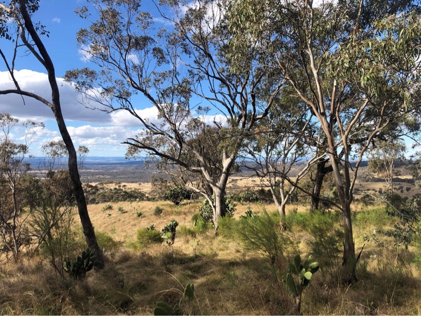 Up & Away Braeside Mountain | 108 Coochie Road, Dalveen QLD 4374, Australia | Phone: 0411 231 143