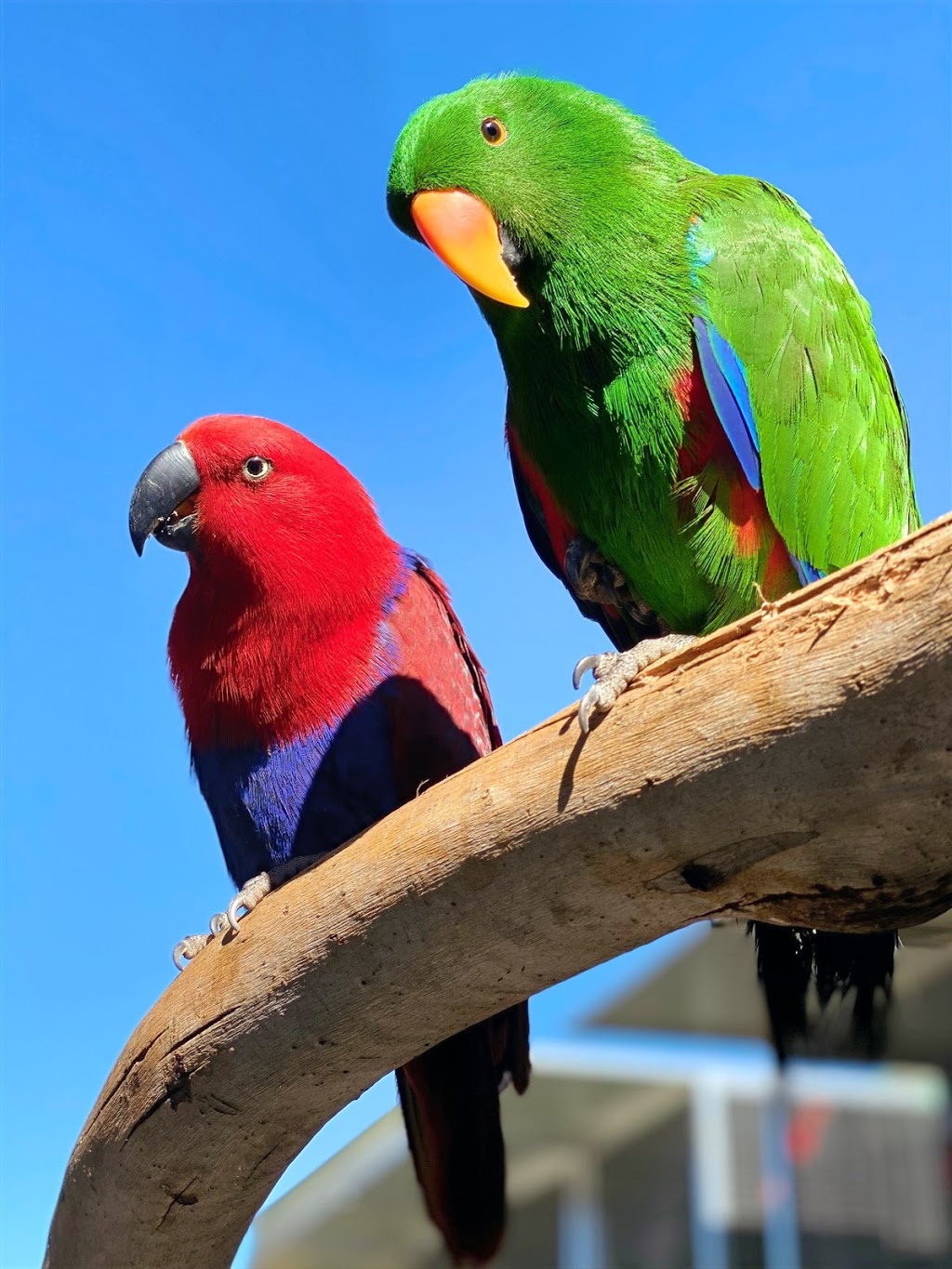 Sebahs Birds | pet store | 35 Sparrow Ln, Green Valley NSW 2168, Australia | 0412126017 OR +61 412 126 017