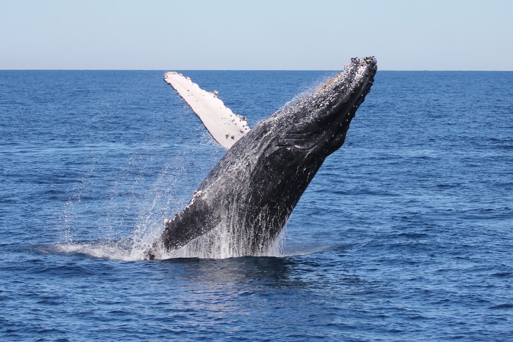 Tangalooma Whale Watch Cruises | travel agency | 220 Holt St, Pinkenba QLD 4008, Australia | 1300652250 OR +61 1300 652 250