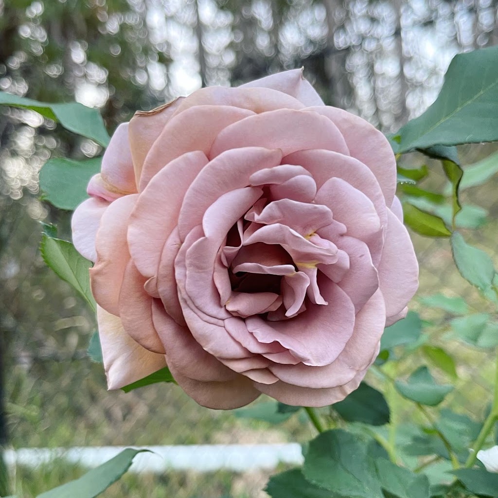 Tannorwood Flower Farm | 80 Dooralong Rdg Dr, Dooralong NSW 2259, Australia | Phone: 0402 299 319