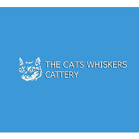 Cats Whiskers Cattery | veterinary care | 14 Willawong Cres, Nerang QLD 4211, Australia | 0755783085 OR +61 7 5578 3085
