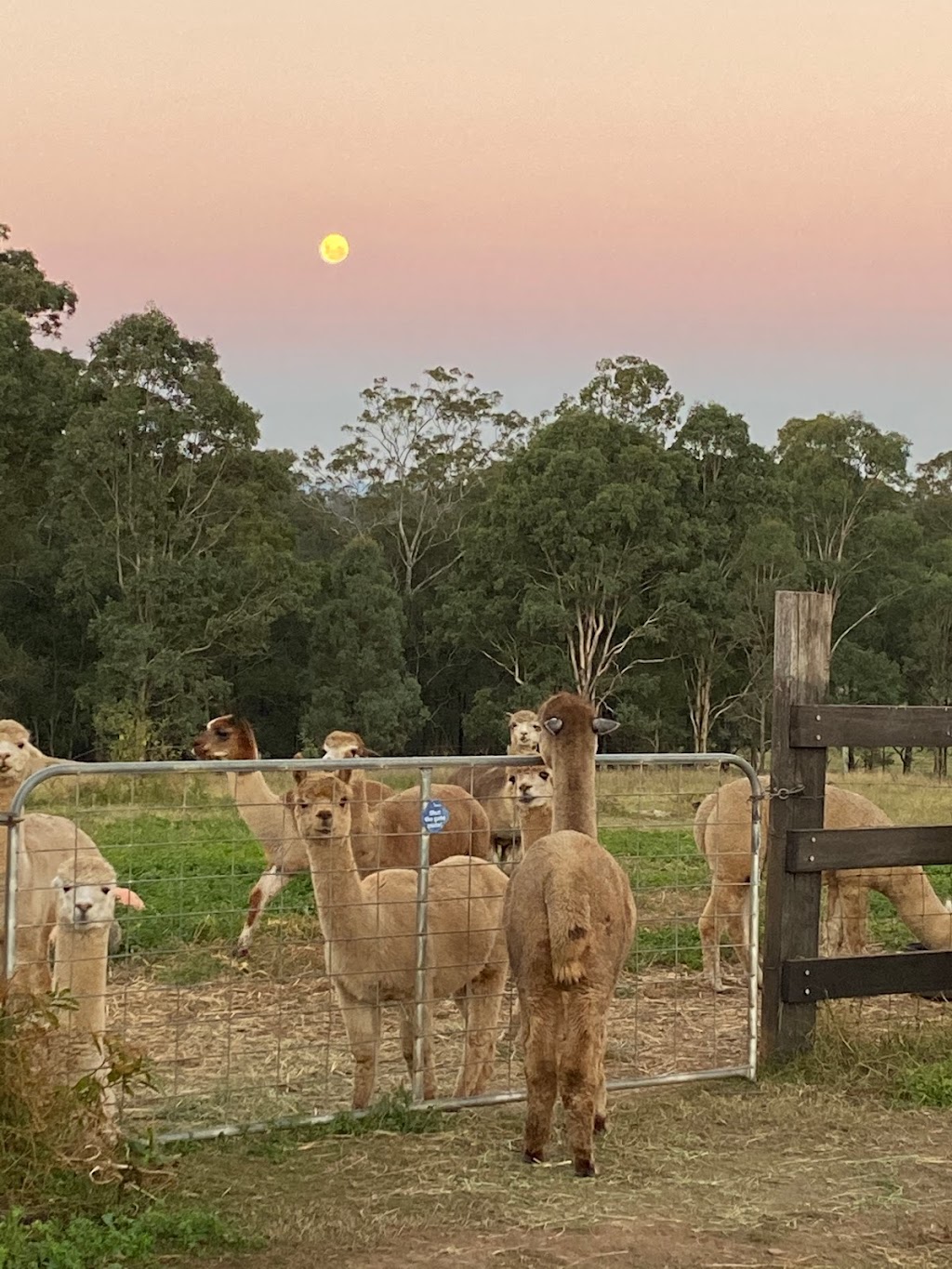 Ironbark Ridge Alpacas | 120 Gadds La, Kurmond NSW 2757, Australia | Phone: 0432 077 055 Ironbark Ridge Alpacas | 120 Gadds La, Kurmond NSW 2757, Australia | Phone: 0432 077 055