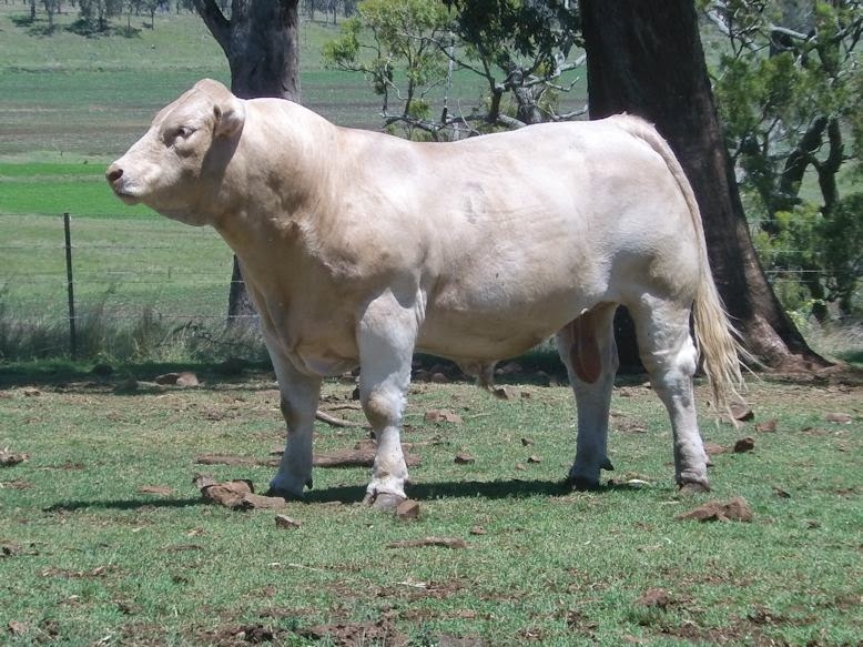 Mountview Charolais |  | 164 Ramsay Rd, Ramsay QLD 4358, Australia | 0427583412 OR +61 427 583 412