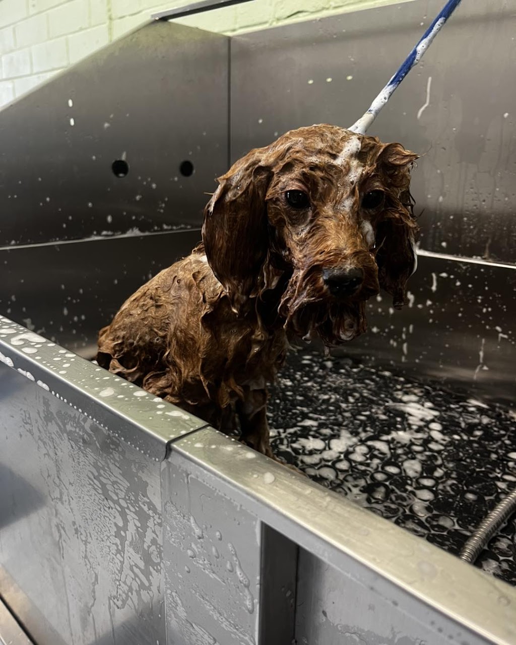 Cinda’s Pet Services | 2/96 Northville Dr, Barnsley NSW 2278, Australia | Phone: 0424 649 428