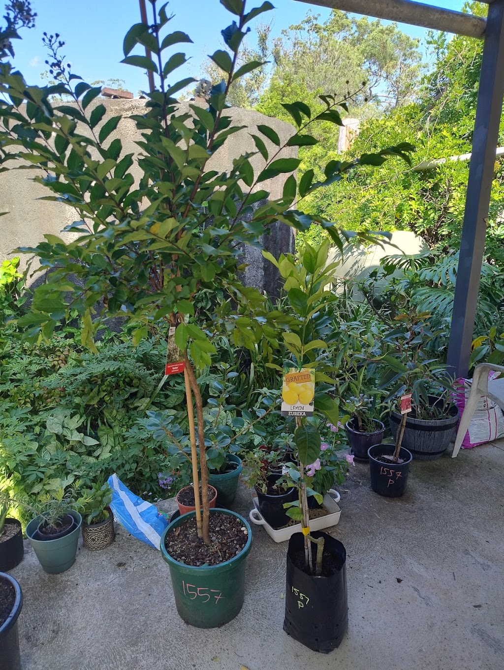Nursery Warehouse | 24 Burns Rd, Ourimbah NSW 2258, Australia | Phone: (02) 4314 9018