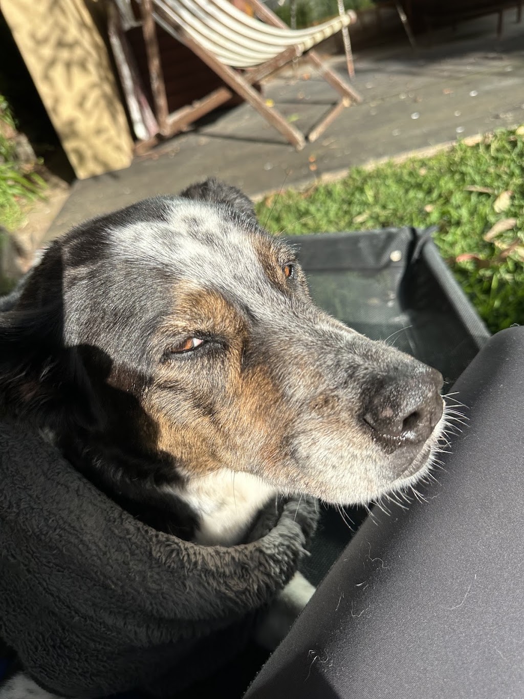 Rainbow Bridge - In-Home Pet Euthanasia | 10 S Beach Rd, Somers VIC 3927, Australia | Phone: 0499 315 689