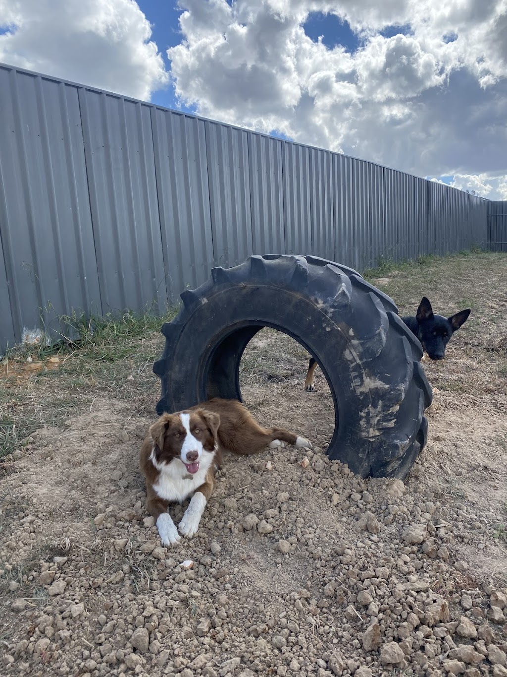 Hilltop Pups Dog Boarding | 2483 Freemantle Rd, Killongbutta NSW 2795, Australia | Phone: 0438 274 491