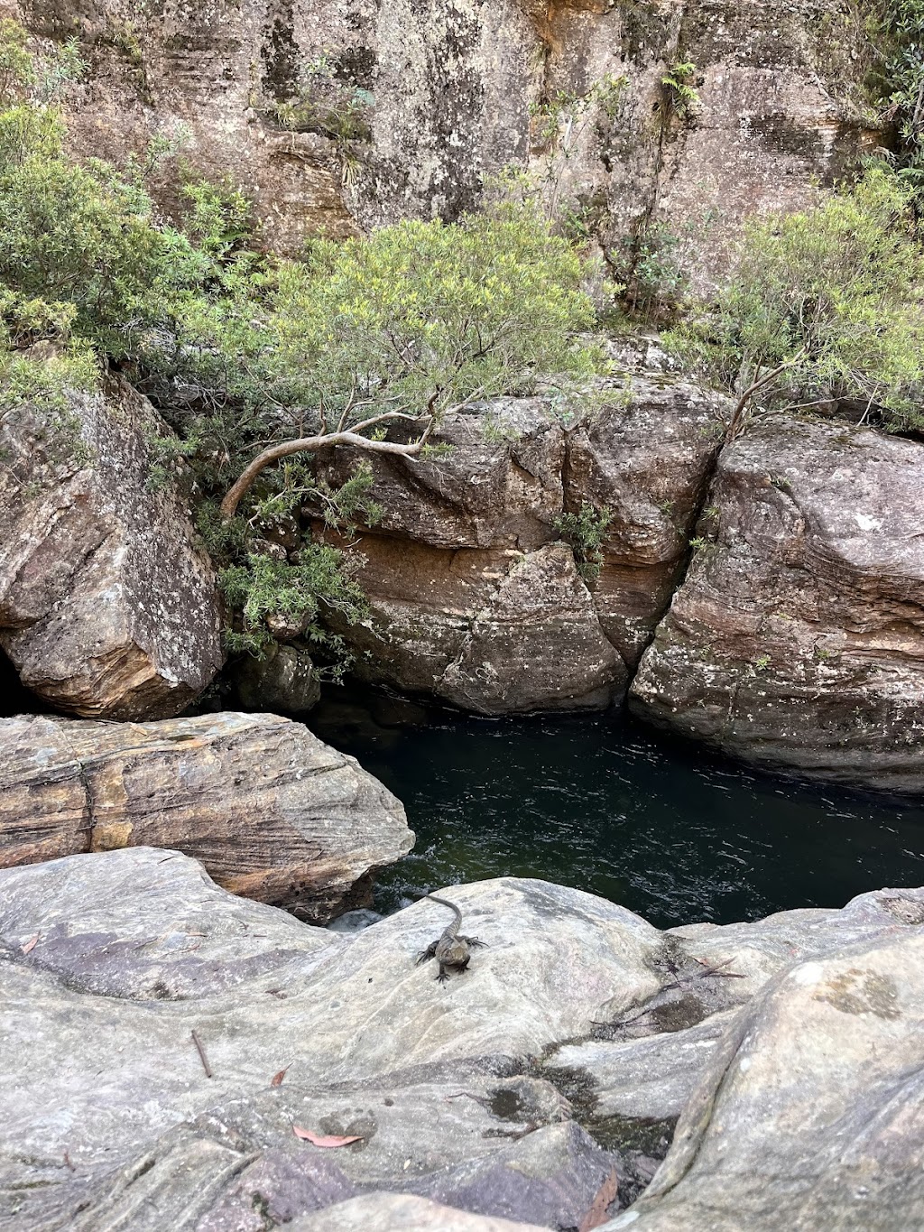 Wollemi Wanders | Bushwalks and Canyoning | 16 Church Ln, Mount Wilson NSW 2786, Australia | Phone: 0436 107 829