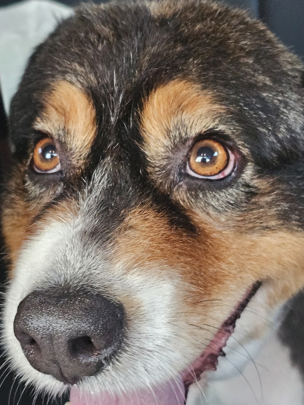 Pooch Pamper Grooming | 515 Wallan Rd, Whittlesea VIC 3757, Australia | Phone: 0432 328 644