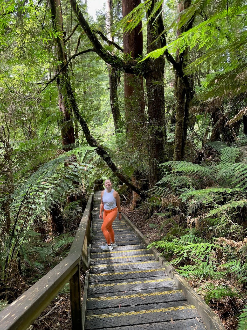 Otway Fly Treetop Adventures | tourist attraction | 360 Phillips Track Beech Forest, Weeaproinah VIC 3237, Australia | 0352359200 OR +61 3 5235 9200