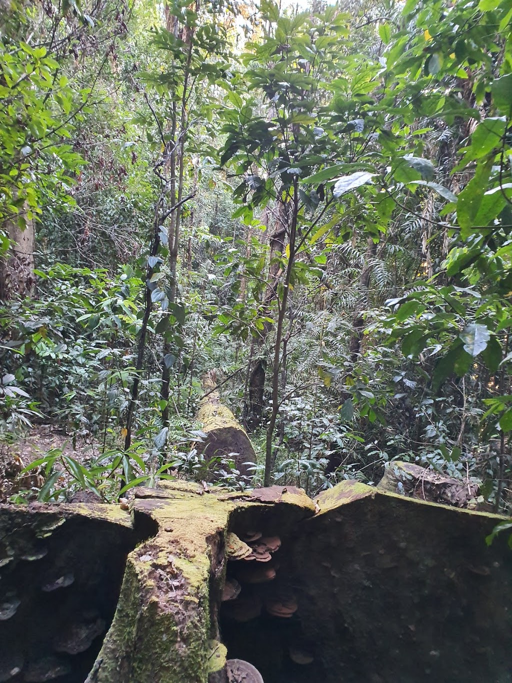 Wallicher Falls and Tchupala Falls Parking Area | Wooroonooran QLD 4860, Australia