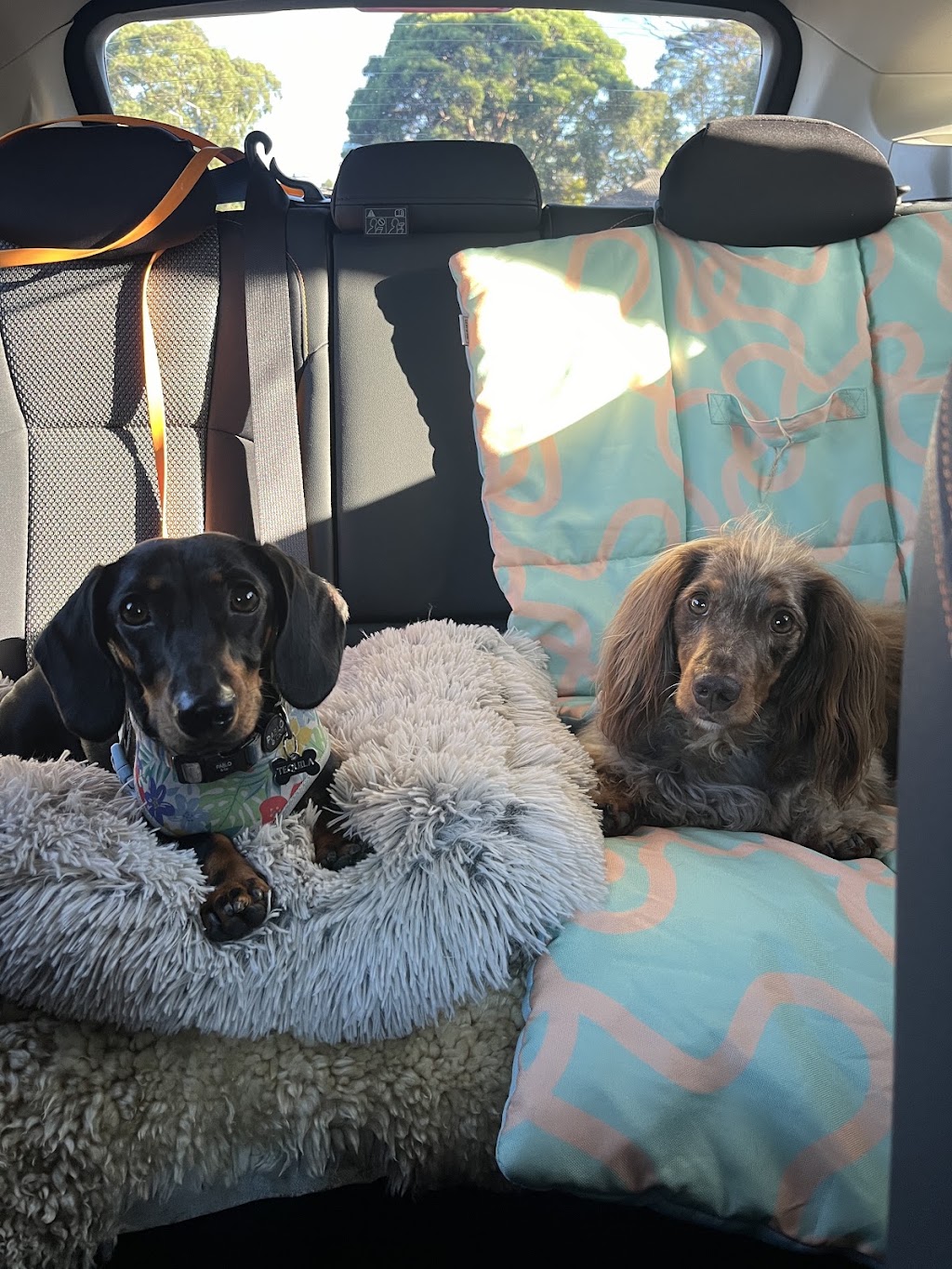 Perfect Paws Behaviour Solutions | Seville Community Hall, 590/602, B380, Warburton Hwy, Seville VIC 3139, Australia | Phone: 0479 151 920