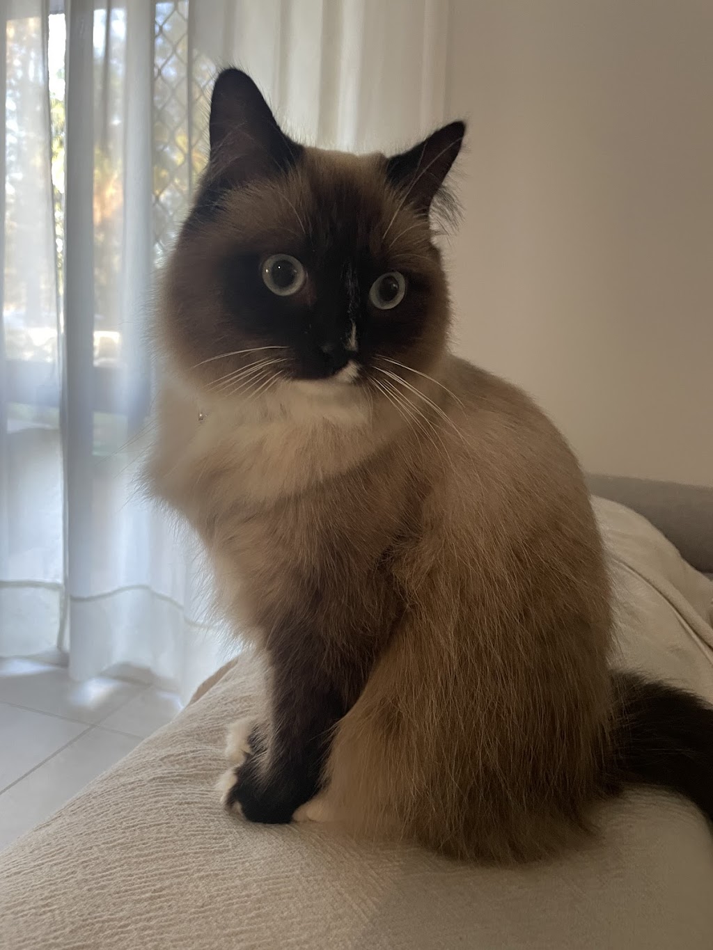 Nose 2 Tail | 11 Bindleys Rd, Mount Crosby QLD 4306, Australia | Phone: 0403 159 571