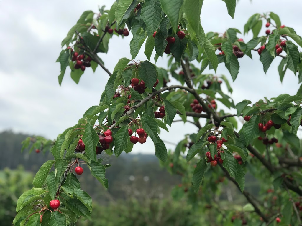 Silvan Cherry and Berry Farm |  | 55A Edmund Rd, Silvan VIC 3795, Australia | 0397379360 OR +61 3 9737 9360