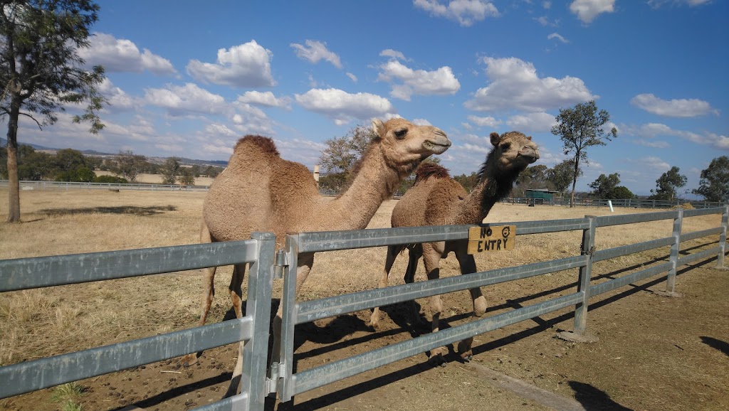 Summer Land Camels | cafe | 8 Charles Chauvel Dr, Harrisville QLD 4307, Australia | 0754671706 OR +61 7 5467 1706