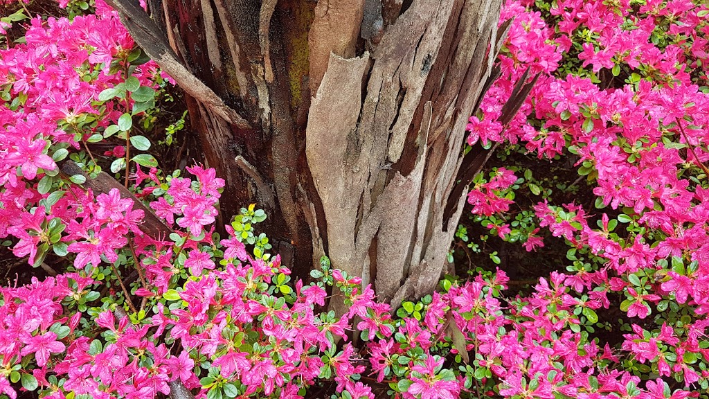 Rododendron Garden | museum | Blackheath NSW 2785, Australia
