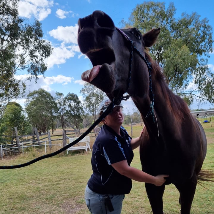 Equine Muscle Matters | 110-118 Attunga Rd, Greenbank QLD 4124, Australia | Phone: 0404 952 036