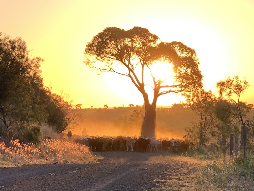 Burton Family Beef | Kingaroy Jandowae Rd, Jandowae QLD 4408, Australia | Phone: 0431 039 809