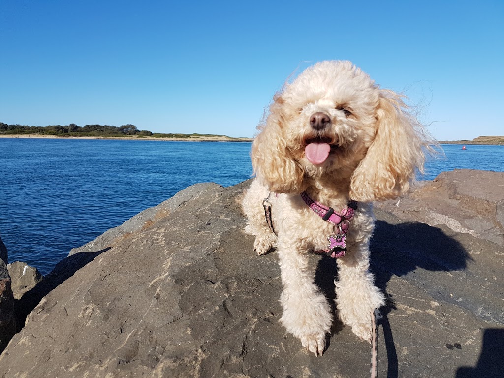 VIP Pet Sitting Shellharbour | 1 Ocean St, Lake Illawarra NSW 2528, Australia | Phone: 0420 381 671