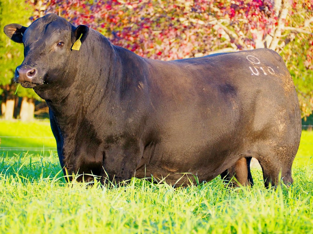 Franklin Angus | 18 Watkin Rd, Upper Orara NSW 2450, Australia | Phone: 0421 858 386