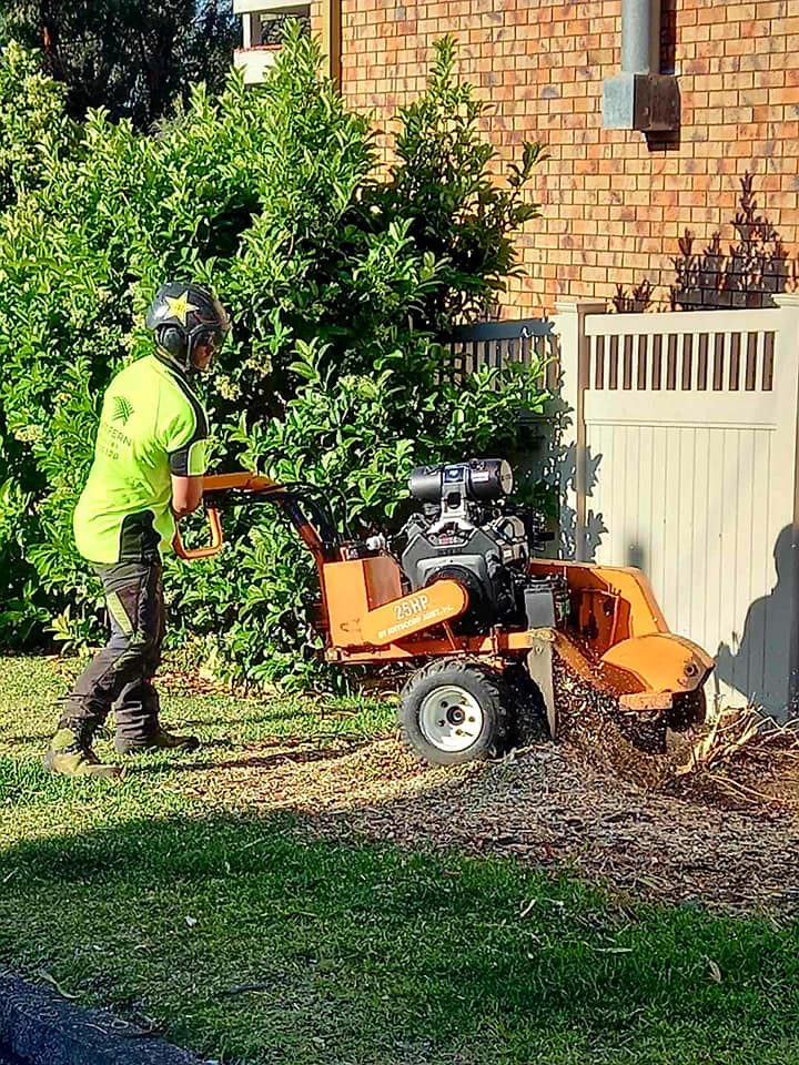 Silver Fern Tree Services | Phar Lap Cct, Port Macquarie NSW 2444, Australia | Phone: 0401 806 329