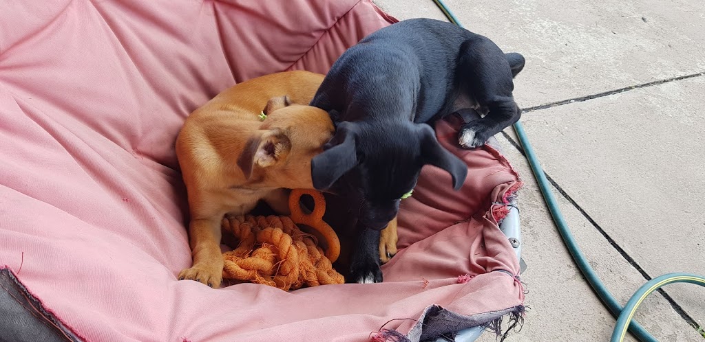 Wodonga Dog Rescue | 180 Sangsters Rd, Wodonga VIC 3690, Australia | Phone: 0407 538 922