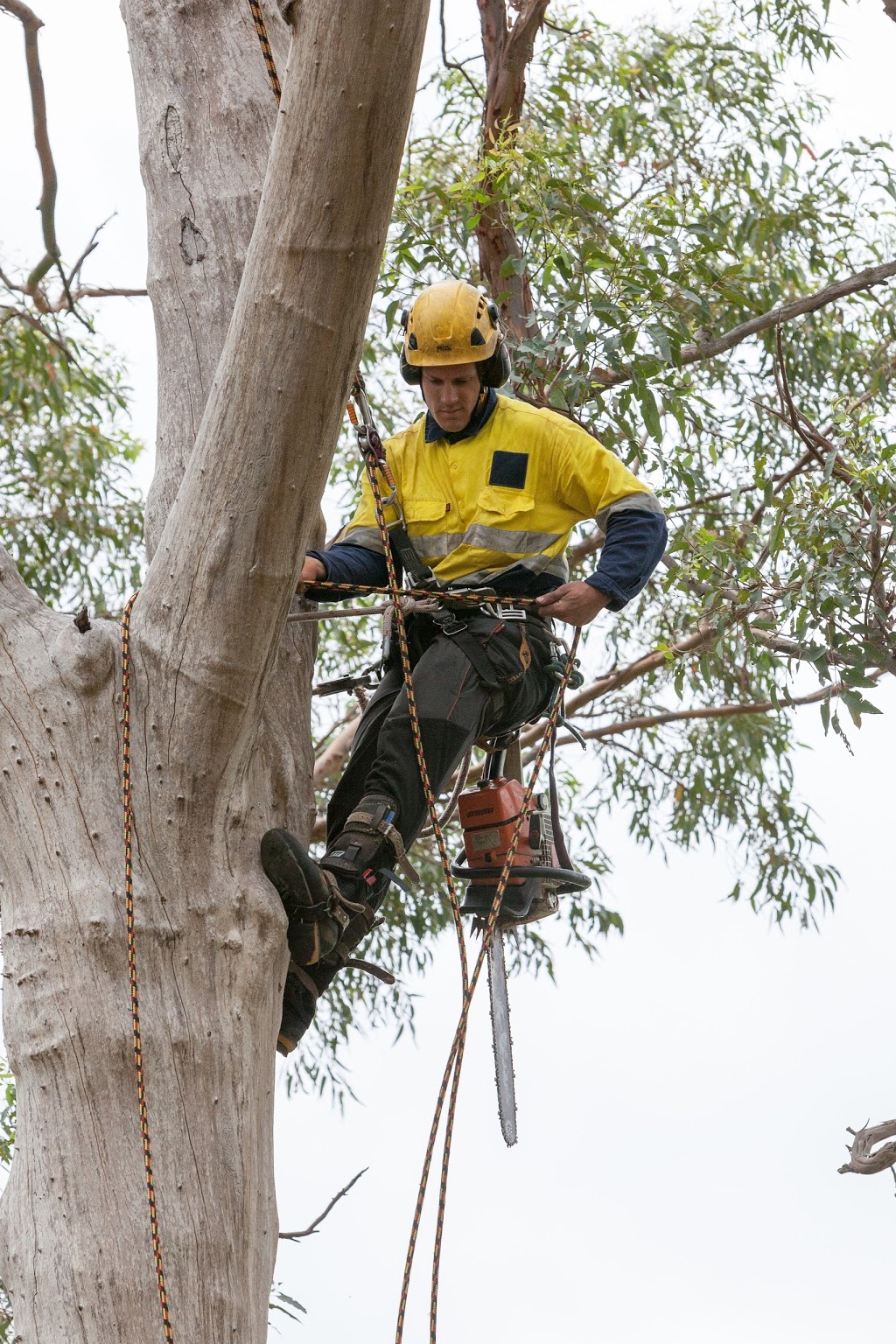 The Tree Doctor | 80-82 Beresford Rd, Greystanes NSW 2154, Australia | Phone: (02) 9628 8000