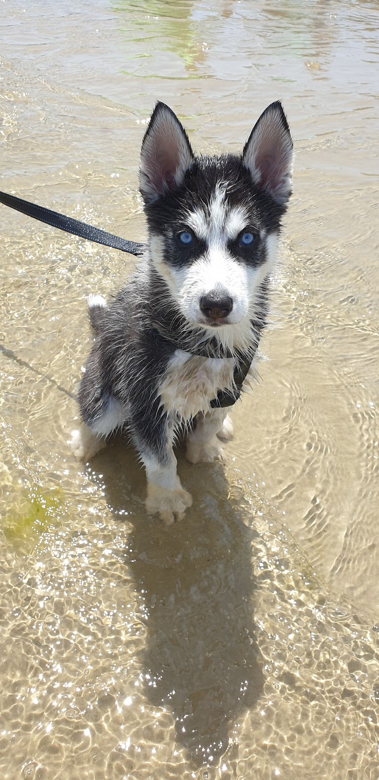 Mentone Dog Beach | park | Mentone Parade, Mentone VIC 3194, Australia