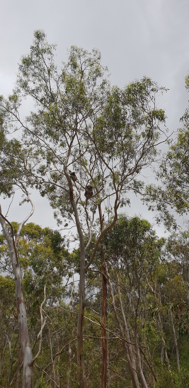 Anstey Hill Recreation Park Gate 5 | park | Boundary Walk, Vista SA 5091, Australia