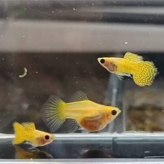 Isaak’s Guppies | 17 Colachi Rd, Truganina VIC 3029, Australia | Phone: 0403 648 859