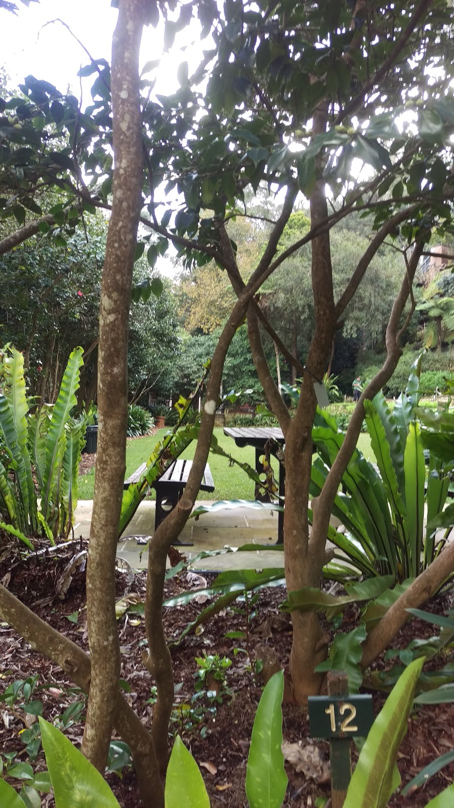 Lisgar Gardens | park | Lisgar Rd, Hornsby NSW 2077, Australia | 0298476791 OR +61 2 9847 6791