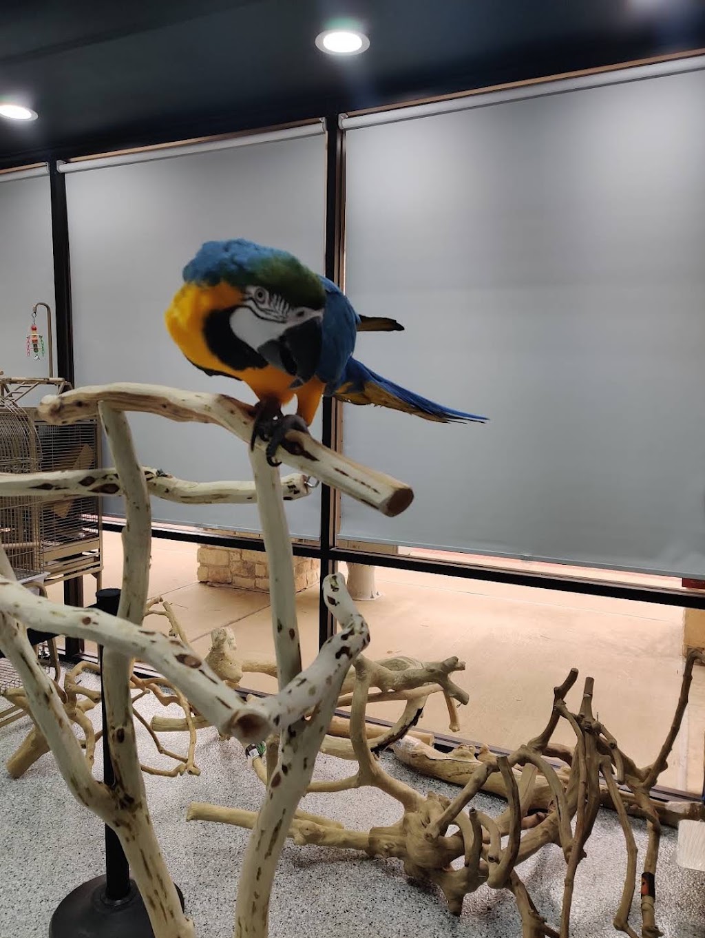 Shellyparrots | 1a Antwerp Ave, Edmondson Park NSW 2174, Australia | Phone: 0433 215 456