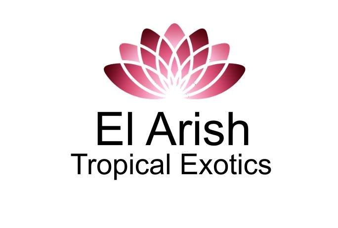 El Arish Tropical Exotics |  | 1263 Old Tully Rd, Maadi QLD 4855, Australia | 0740685058 OR +61 7 4068 5058