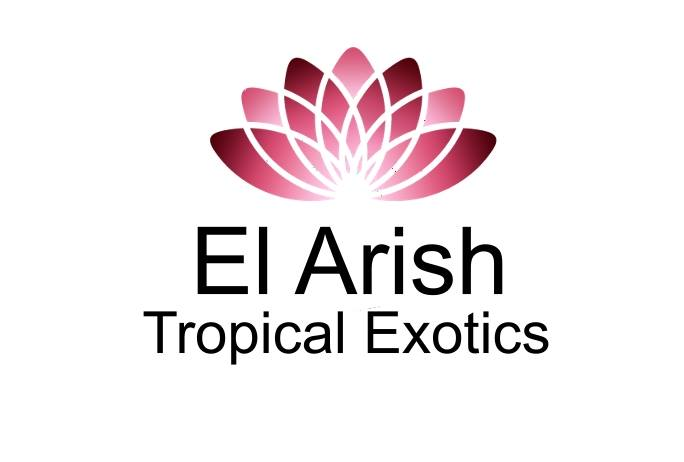 El Arish Tropical Exotics | 1263 Old Tully Rd, Maadi QLD 4855, Australia | Phone: (07) 4068 5058